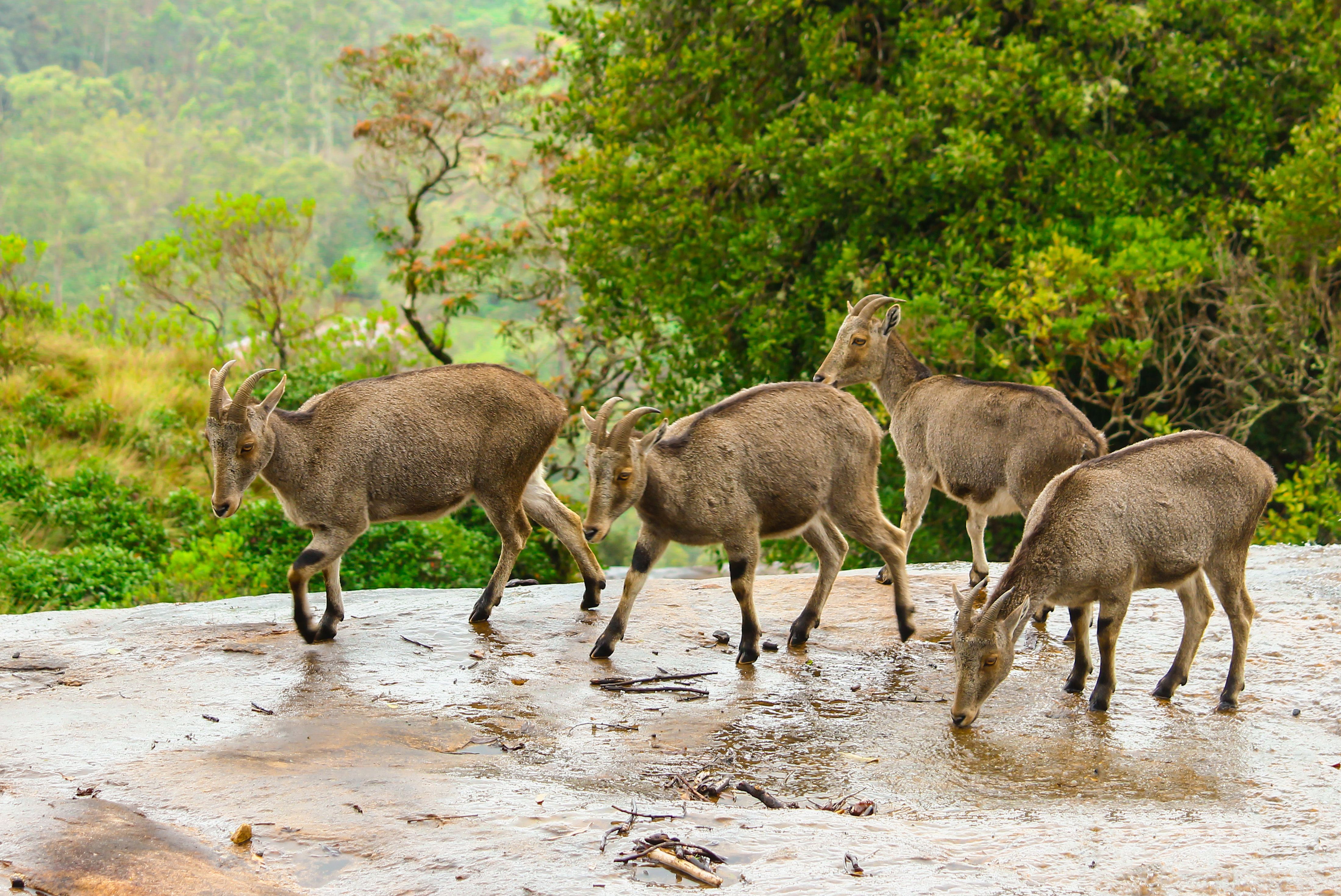 Eravikulam National Park Safari