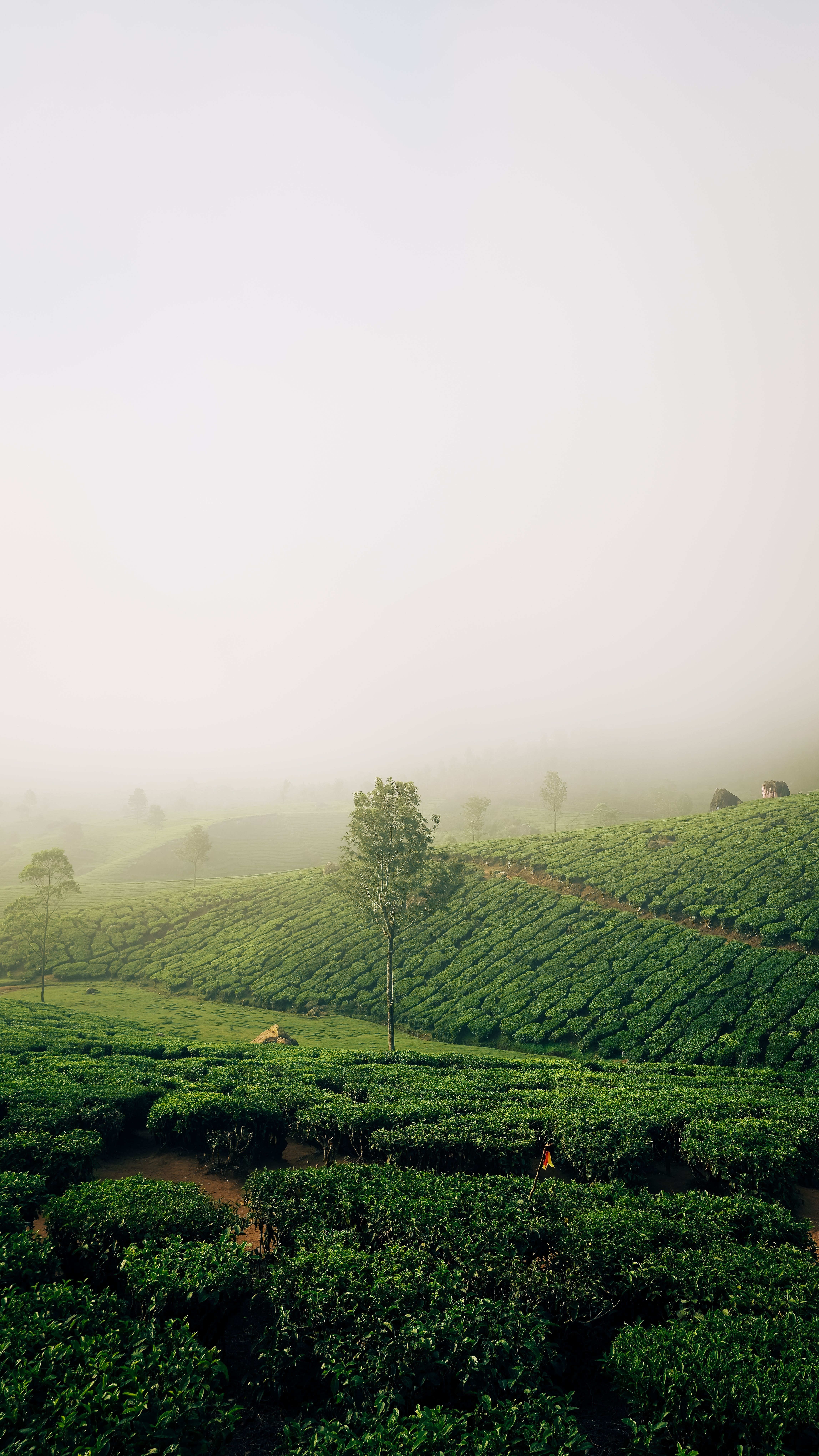 Munnar tea gardens