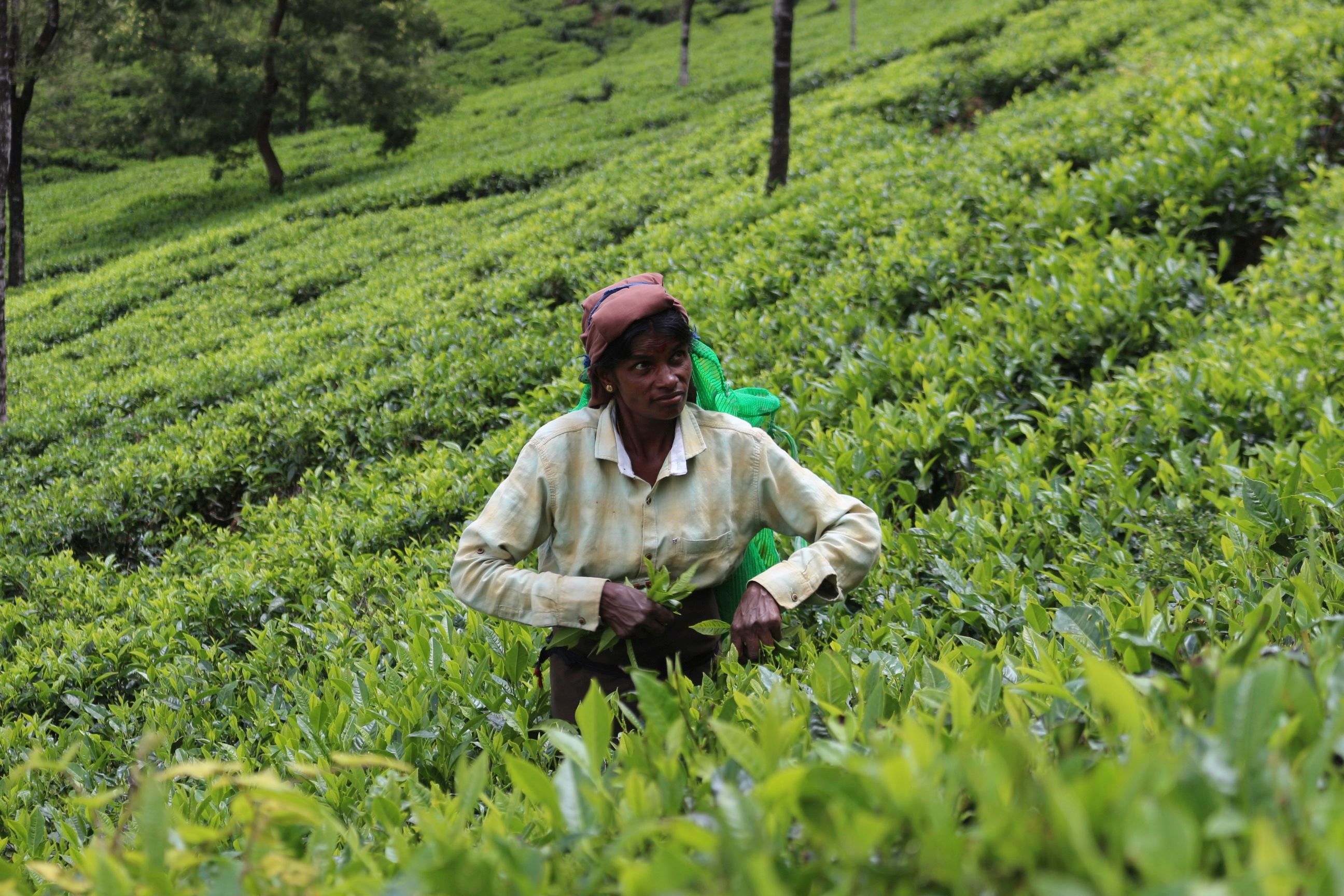 Tea Garden and Hills Trek